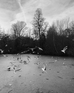 Seagulls flying in the sky