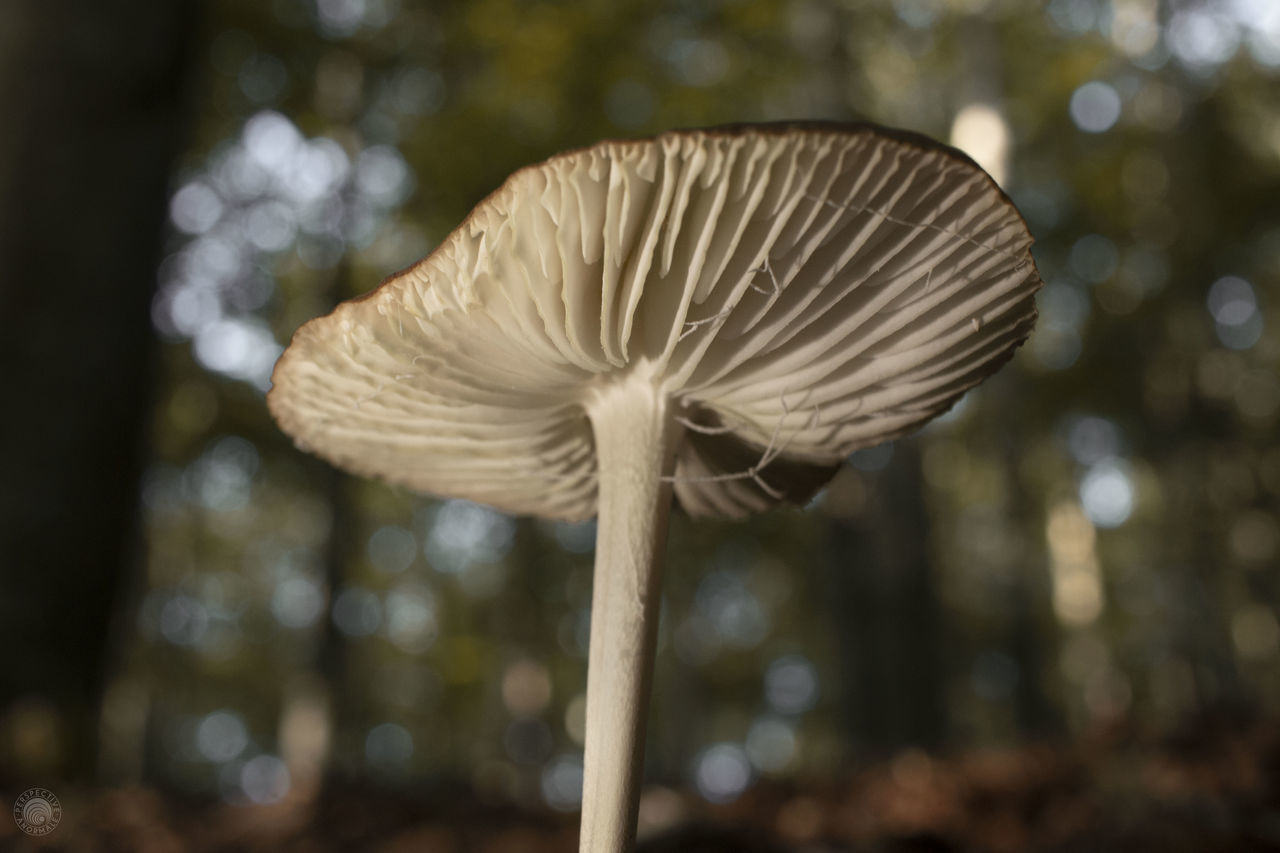 Perspective Anormale