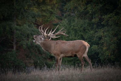 Deer standing in a forest