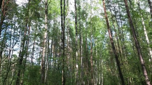 Low angle view of trees in forest