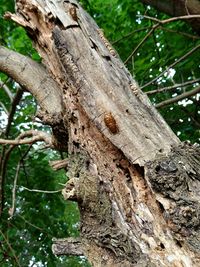 Close-up of insect on tree trunk