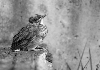 Side view of young robin perching on rock