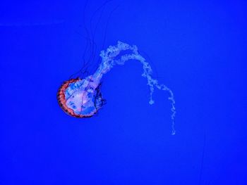 Jellyfish swimming in sea