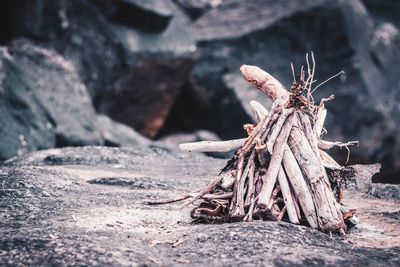 Firewood on rock