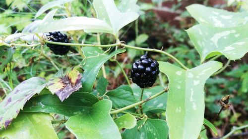 Close-up of berries growing on plant