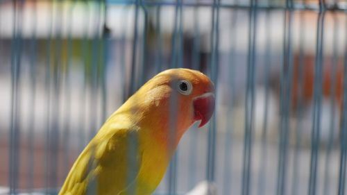 Close-up of parrot in cage