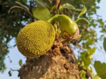 Close-up of fruit growing on tree