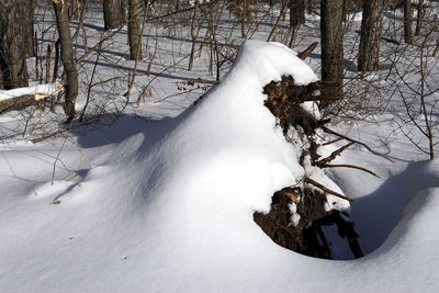 Snow covered bare trees on land