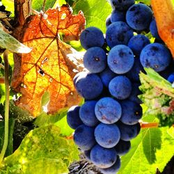 Close-up of grapes