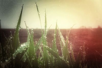 Close-up of grass growing on field