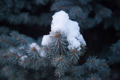 Close-up of frozen tree during winter