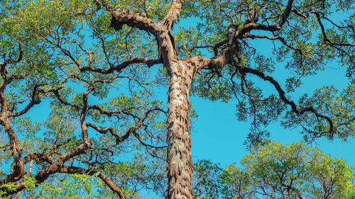 Low angle view of trees against blue sky