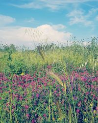 Scenic view of flowering plants on field against sky