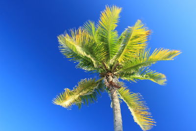 Low angle view of coconut palm tree against blue sky