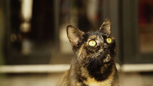 Close-up portrait of cat