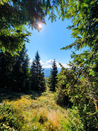 Low angle view of trees against sky