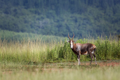 Deer standing in a field