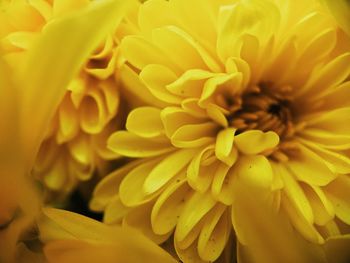 Close-up of yellow dahlia