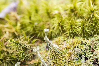 Close-up photo of moss on a fallen tree. macro