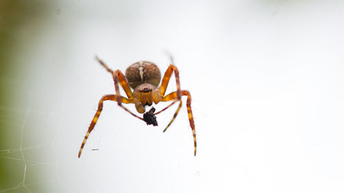 Close-up of spider