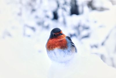 Close-up of bird on snow covered landscape