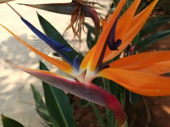 Close-up of orange flower blooming outdoors