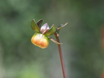 Close-up of red flower buds