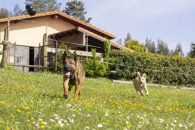 Dogs running for a toy in the garden