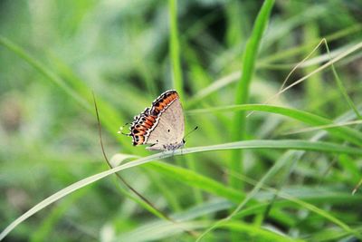 Butterfly on leaf