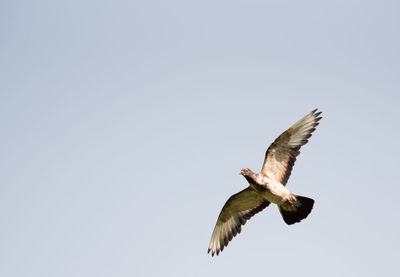 Low angle view of eagle flying against clear sky