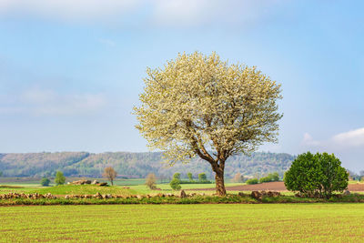 Solitary cherry tree in a cultivated land at spring