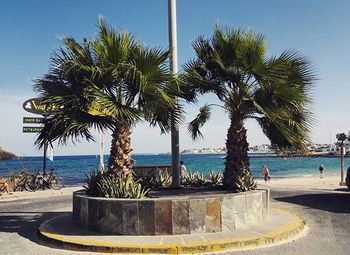 palm tree