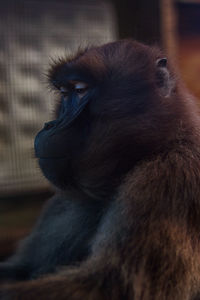 Close-up of monkey looking away in zoo