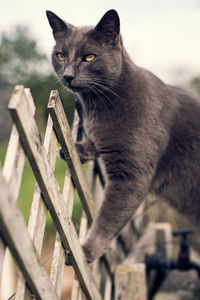 Close-up of cat on wood