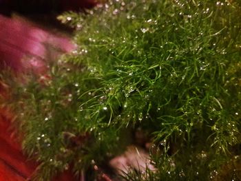 Close-up of wet plants