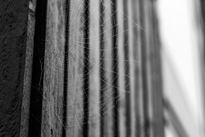 Close-up of spider web