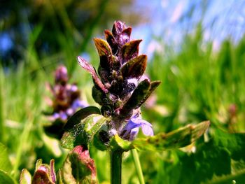 Close-up of insect on purple flower