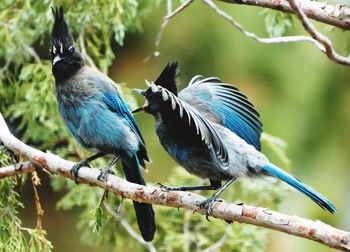 Close-up of bird perching on tree