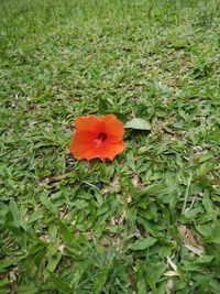 High angle view of flowering plant on field