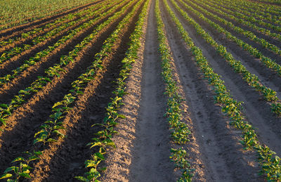 Potato and eggplant plantation. growing vegetables outdoors on open ground.