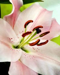 Close-up of day lily blooming outdoors