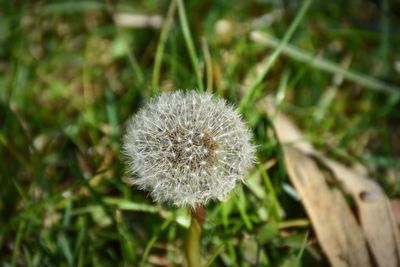 Close-up of dandelion on field