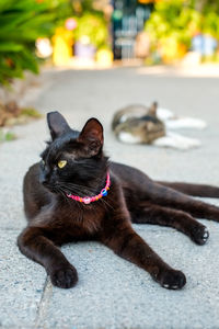 Close-up of a dog lying on footpath