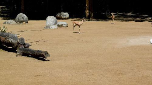 Flock of sheep on sand