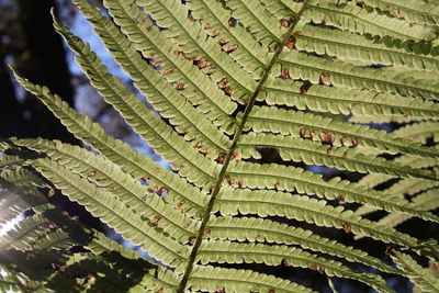 Close-up of fern