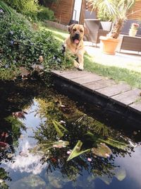 Dog in water