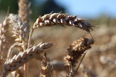 Close-up of wheat growing on field