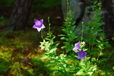 Close-up of purple flowers