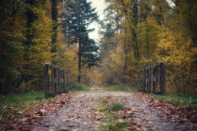 Footpath amidst trees in forest during autumn