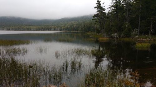 Scenic view of lake in forest against sky